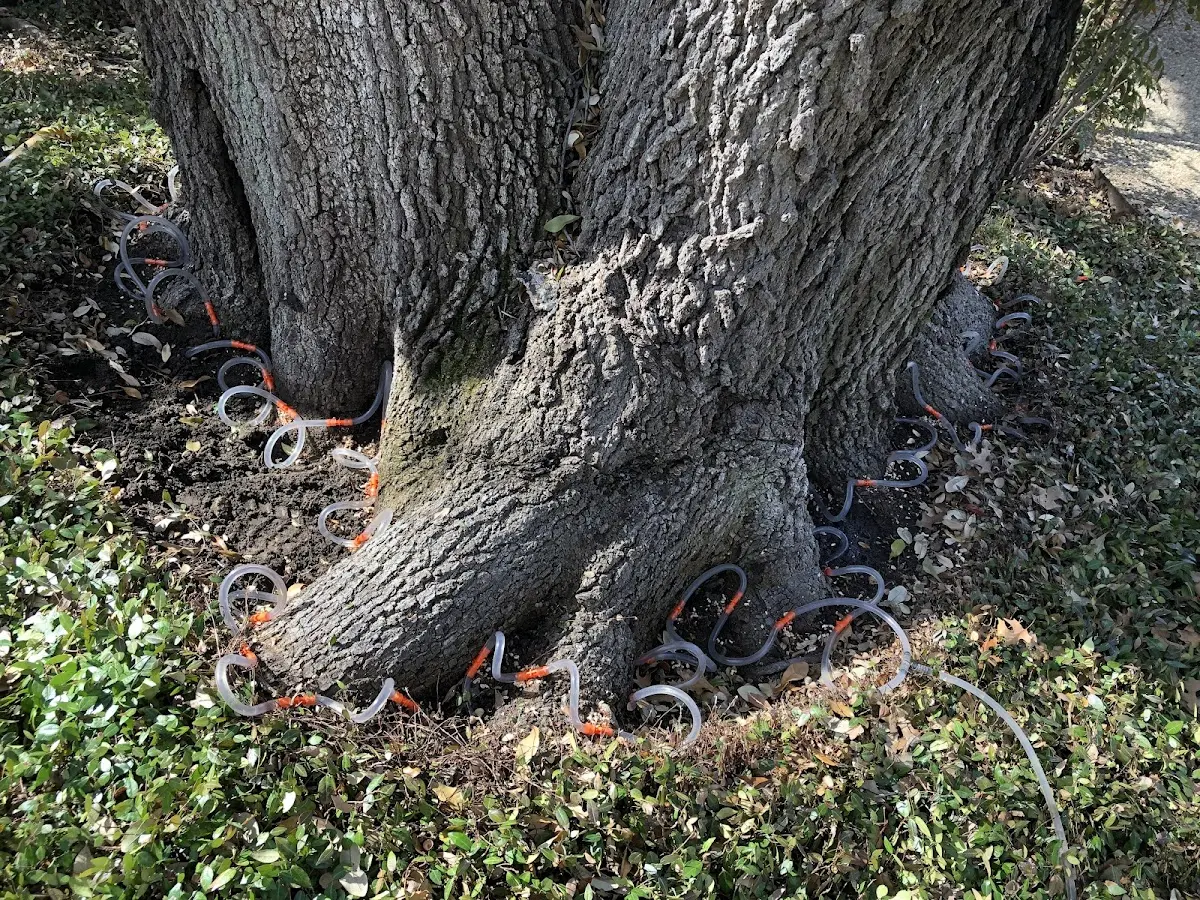 Detailed Tree Cabling and Bracing job site in Mallard