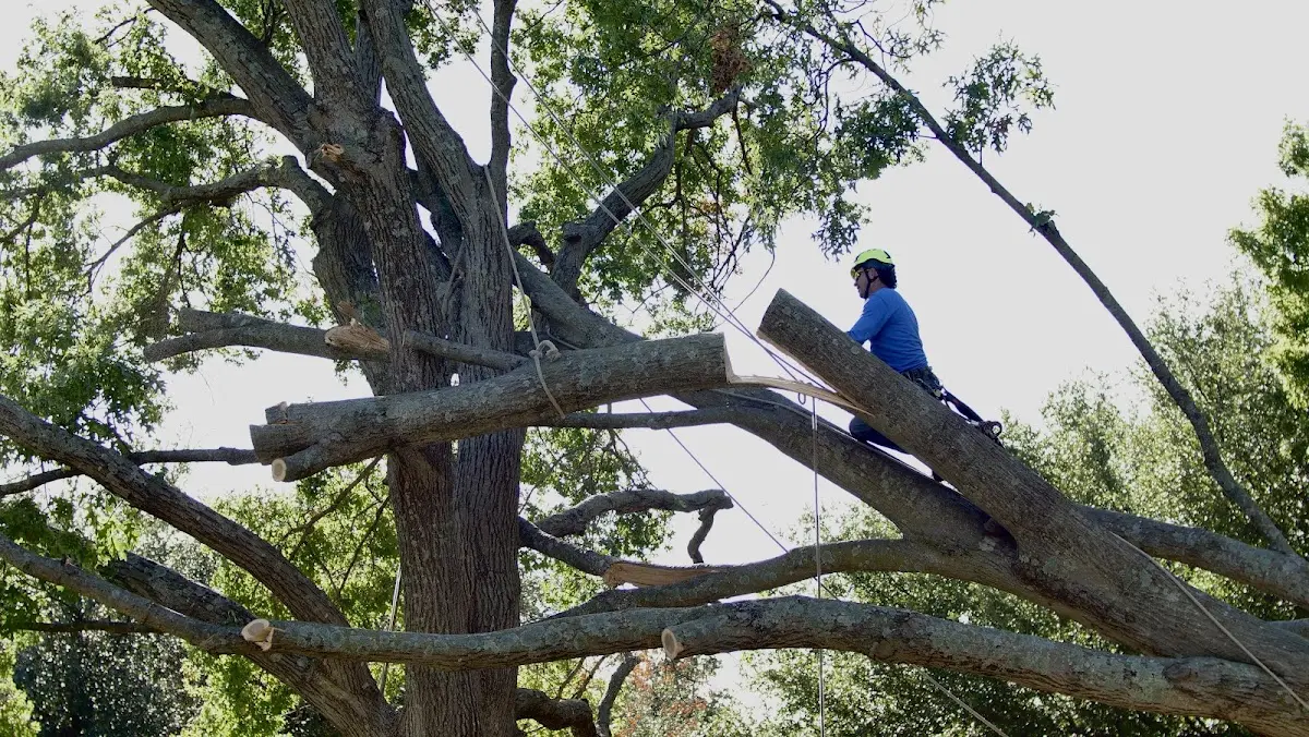 Professional Crown Thinning performed by certified arborists in Mallard