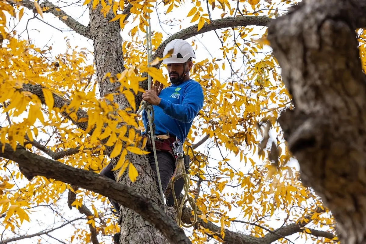 Skilled Tree Pruning crew working in Mallard