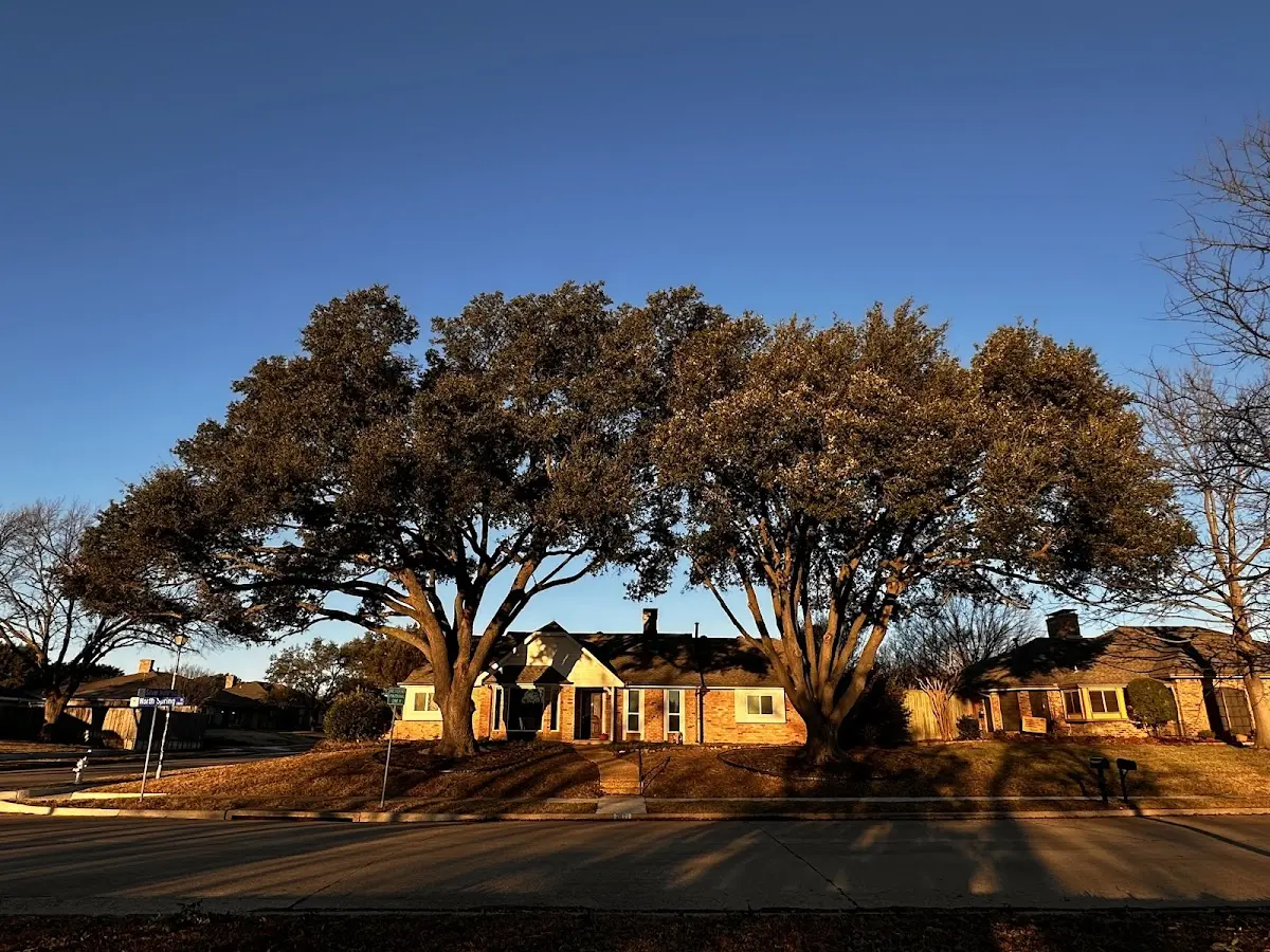 Established residential canopy tree shading a home in Mallard